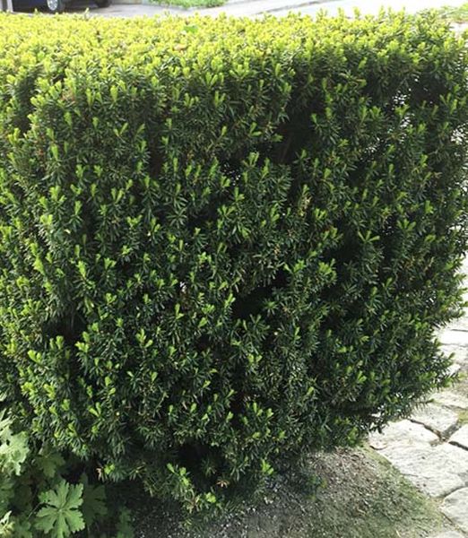 Taxus x media 'Hillii'